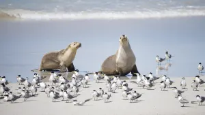 Kangaroo Island Adventure